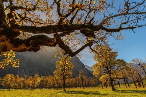 Engtal, Großer Ahornboden, Karwendel Mountains, Kalkalpen, Austria, Autumn-coloured sycamore maple