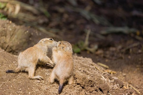 Two lack-tailed prairie dog cubs (2 weeks old) (Cynomys ludovicianus) play on sandy terrain on a