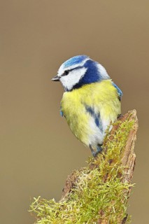 Blue tit (Parus caeruleus), sitting on moss-covered dead wood, Wilnsdorf, North Rhine-Westphalia,