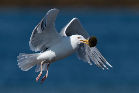 European Herring Gull (Larus argentatus) flying with urchin in beak, Varanger, Norway