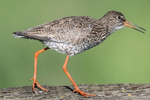 Redshank (Tringa totanus), Lower Saxony, Germany