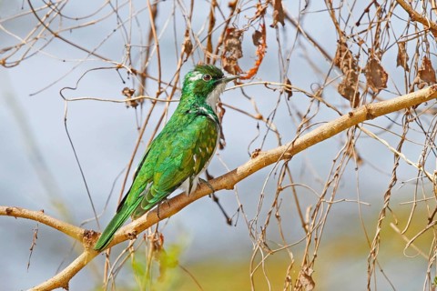 Klaas's cuckoo, Chrysococcyx klaas