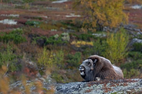 A yawning musk ox bull (Ovibos moschatus) rests in the autumnal tundra, autumn, Ruska, autumn