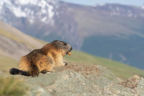 One Alpine Marmot, Marmota marmota, resting on a rock with mountains in the distant background. A
