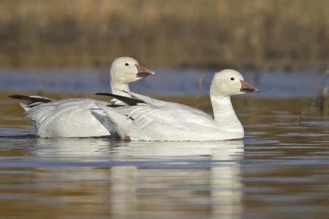 Snow Goose (Anser caerulescens), New Mexico, USA