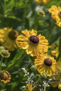 Sunflower (Helenium 'El Dorado'), Kwekerij De Hessenhof, Netherlands