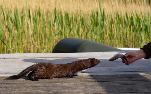 A mink takes a fish from an angler