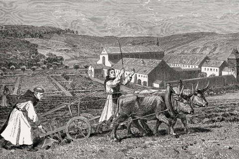 Cistercian monks at the farm work