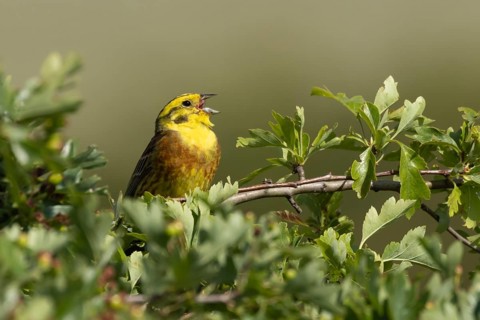 Yellowhammer (Emberiza citrinella) adult male songbird bird singing in a Hawthorn tree, Suffolk,