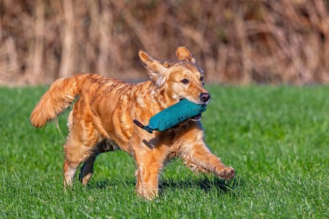 Golden retriever, gun dog running and fetching training dummy in field