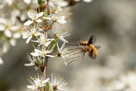 Bee fly (Bombylius major) adult insect feeding on Blackthorn blossom flowers in spring, Suffolk,