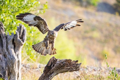 Common buzzard (Buteo buteo) Germany