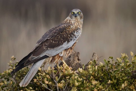 A vigilant red kite perched on a branch against a blurry green background, eyes focused and