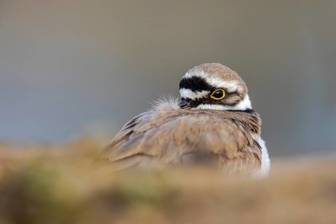 Little Ringed Plover (Charadrius dubius), North Rhine-Westphalia, Germany