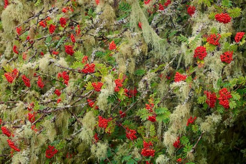 Branches full of red rowan berries are covered with moss, nestled in lush greenery, Queens View,