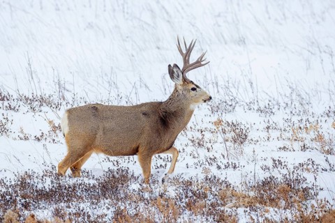 Rocky Mountain mule deer (Odocoileus hemionus) buck foraging on snow covered prairie in winter,