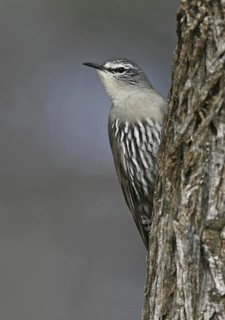 White-browed Treecreeper (Climacteris affinis), Queensland, Australia