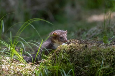 Two beech marten (Martes foina), playing on the forest floor between green vegetation