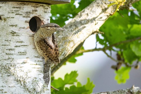 Eurasian wryneck (Jynx torquilla) Germany