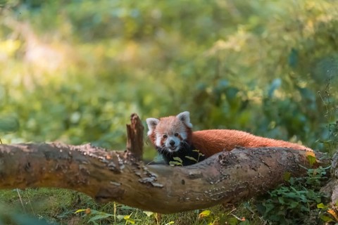 One red panda, Ailurus fulgens, standing behind a branch lying on the ground. Green vegetation in