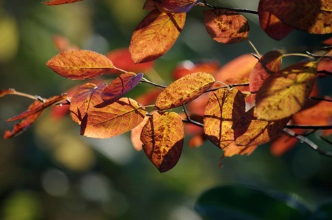 Canadian rock pear (Amelanchier canadensis), autumn colours, red, orange, twig, Germany, The