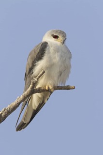 Black-winged Kite (Elanus caeruleus), Oshikoto, Etosha National Park, Namibia