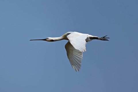 Spoonbill (Platalea leucorodia), in flight, Texel, West Frisian Island, province of North Holland,