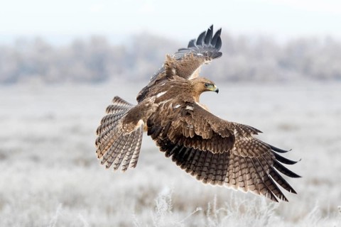 Bonelli's Eagle (Aquila fasciata) juvenile flying, Castile-La Mancha, Spain