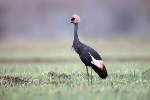 Black Crowned Crane (Balearica pavonina), Lake Ziway, Ethiopia