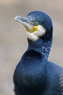 Great Cormorant (Phalacrocorax carbo), Baden-Wuerttemberg, Germany