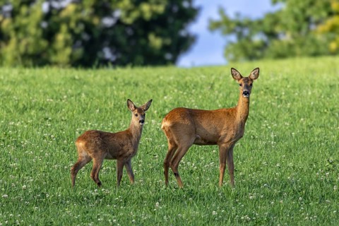 European roe deer (Capreolus capreolus) doe with fawn foraging in meadow, grassland in summer