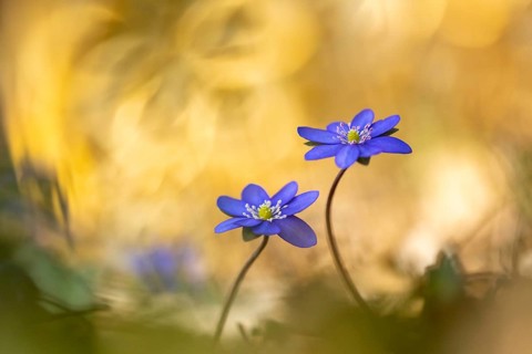 Blooming liverwort (Anemone hepatica), early bloomer, Steinhagen, Lower Saxony, Germany