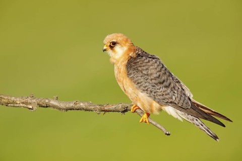 Red-footed Falcon, Falco vespertinus, bird sitting on branch with clear green background, cleaning