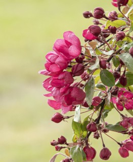 Ornamental apple (Malus 'Indian Magic'), Anchers Havecenter, Ditfurt, Saxony-Anhalt, Germany