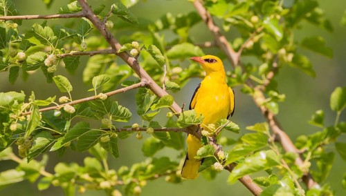 Eurasian Golden Oriole (Oriolus oriolus) male singing, Hungary