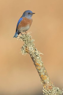 Western Bluebird (Sialia mexicana), California, USA