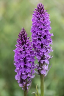 Southern marsh orchid (Dactylorhiza praetermissa), Emsland, Lower Saxony, Germany