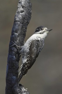 American Three-toed Woodpecker (Picoides dorsalis) female, Manitoba, Canada