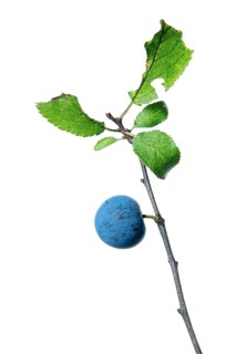 Blackthorn (Prunus spinosa), hedge, shrub, free-standing plant, Vechta, Lower Saxony, Germany
