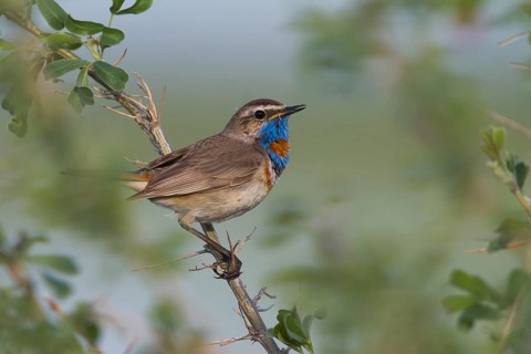 Bluethroat - Blaukehlchen - Cyanecula svecica ssp. pallidogularis, Kazakhstan, adult male