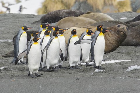 King Penguin (Aptenodytes patagonicus) group on a beach, South Georgia