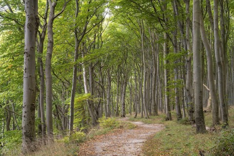 Trail through the beech forest, Stubbenkammer, Jasmund National Park, Rügen, Mecklenburg-Western