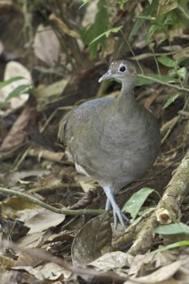 Great Tinamou (Tinamus major), Costa Rica