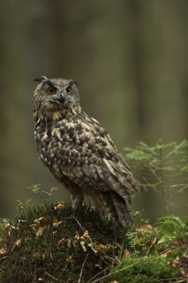 Eurasian Eagle-Owl (Bubo bubo) perched on the ground, North Rhine-Westphalia, Germany