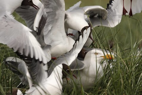 Black-headed Gull (Chroicocephalus ridibundus), Lower Saxony, Germany