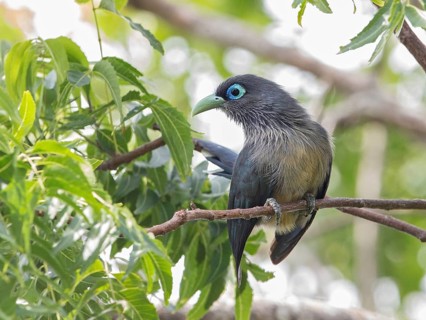 Blue-faced Malkoha (Phaenicophaeus viridirostris), Sri Lanka