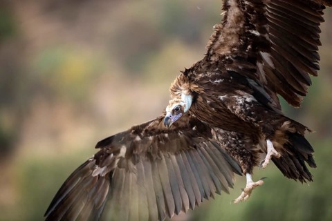 Cinereous Vulture (Aegypius monachus) flying, Extremadura, Spain