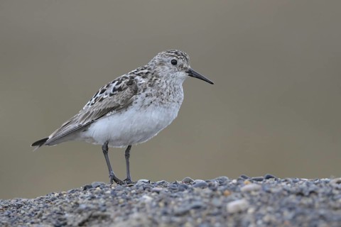 Baird's Sandpiper (Calidris bairdii), Alaska, USA