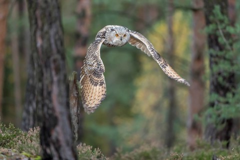 One Siberian Eagle Owl (Bubo bubo sibiricus) flying thru a forest