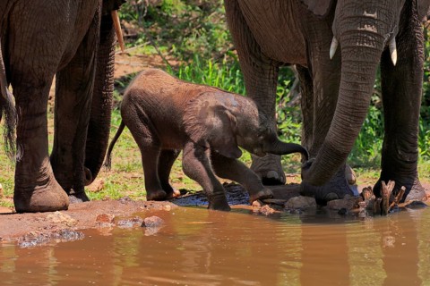 African elephant (Loxodonta africana), young animal, calf, baby elephant, mother, young animal with